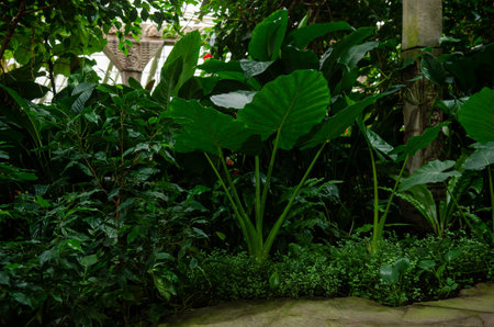 Tropical green plants in a humid environment, a greenhouse with leaves, the world of the tropicsの写真素材
