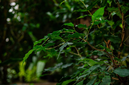 Tropical green plants in a humid environment, a greenhouse with leaves, the world of the tropics
