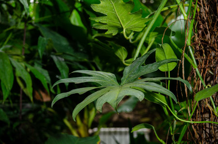Tropical green plants in a humid environment, a greenhouse with leaves, the world of the tropicsの写真素材