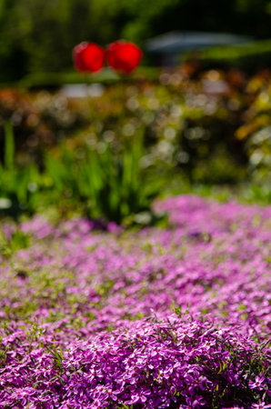Two red tulips among pink flowers creeping above the ground on a lawn on a sunny day, great background for a cardの写真素材