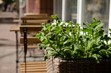 Wooden tables and chairs near a cafe on a summer terrace decorated with green plants on a sunny dayの写真素材