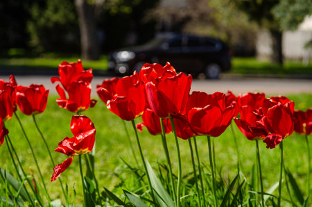 Beautiful bright red tulips on the lawn among green grass on a sunny dayの写真素材