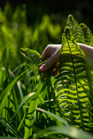 Fern bushes in the sunlight backlight, a woman hand touches the leaves with her fingersの写真素材