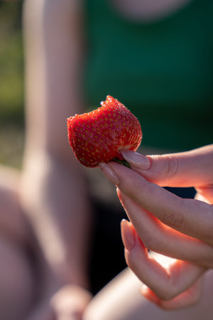 Red juicy bitten strawberry in the beautiful slender hands with long nails of a European woman, in the sunlight against the background of her green shirtの写真素材