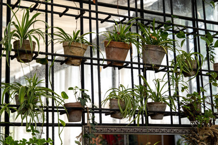 Flower room arrangement, pots with chlorophytum plants placed in metal grateの写真素材