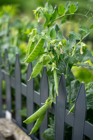 Bushes of young green peas in the garden, near decorative fence, in the rays of sunlightの写真素材