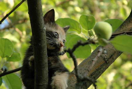 Kitten and green appleの写真素材