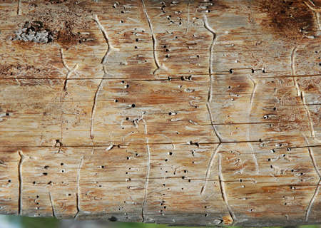 Pine plank with worm-holesの写真素材