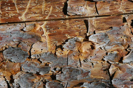 Pine plankの写真素材