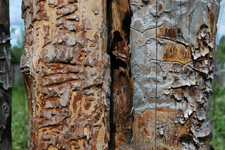 Pine fenceの写真素材