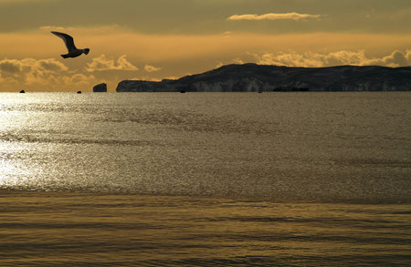 Solitary bird flies on boundless wave of the ocean.の写真素材