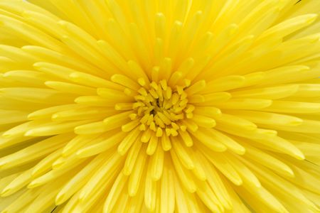 beautiful bright yellow chrysanthemum の写真素材