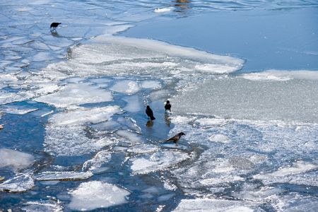 ravens go on melting ice on riverの写真素材