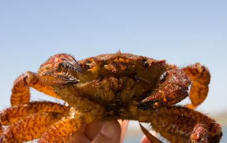 crab in hand on background blue sky