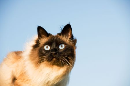 beautiful siamese cat on sundown on background skyの写真素材