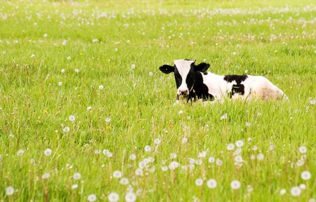 calf rests upon flowering meadow and peers into cameraの写真素材