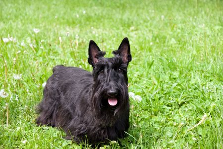 black scottish terrier on background of the herbの写真素材