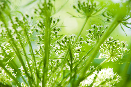 green raceme of the herb, type from below
