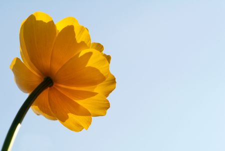 bright yellow flower on background blue skyの写真素材