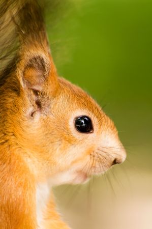 portrait  the redhead  squirrels eating nutsの写真素材