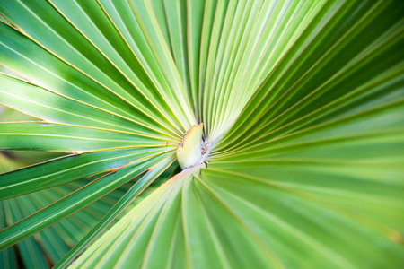 palm tree leaf abstract background 
