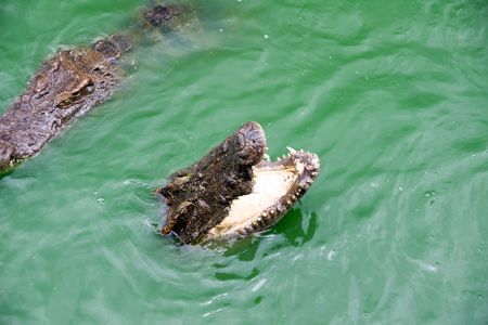 two voracious crocodiles in waterの写真素材