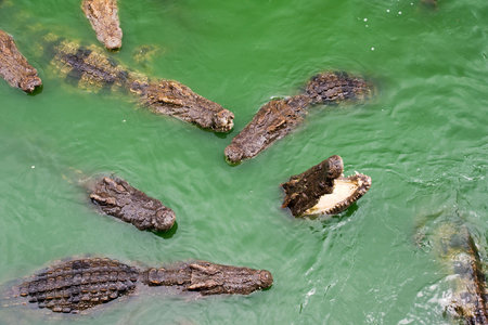voracious crocodiles in waterの写真素材