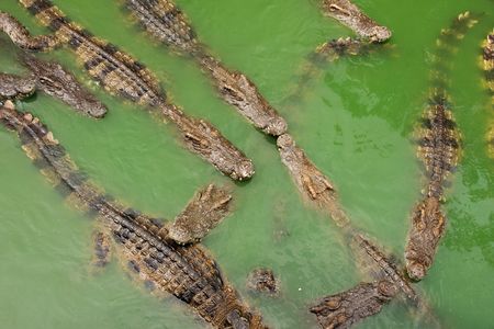 voracious crocodiles in waterの写真素材