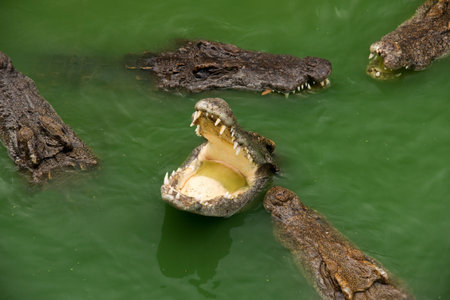 group voracious crocodiles in water