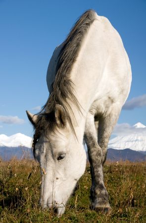 beautiful light horse grazes on meadow by autumnの写真素材