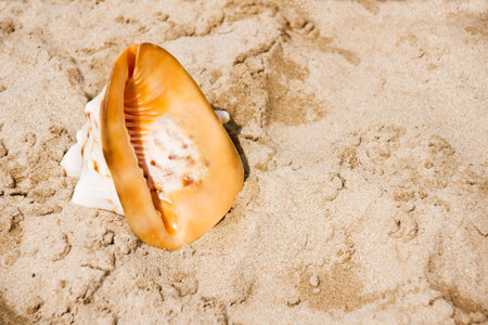 beautiful seashell at the seashoreの写真素材