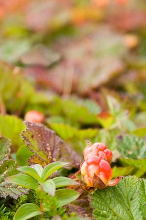 in tundra on Kamchatka ripens the cloudberryの写真素材