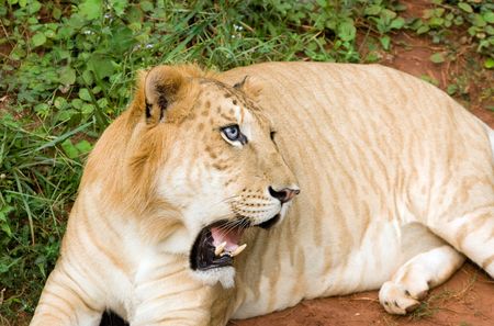 hybrid of the tiger-male and lionesses-females (Panthera tigreo)の写真素材