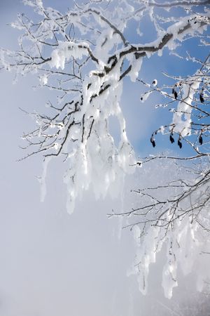 background of the winter wood shrouded ferry from hot sourceの写真素材
