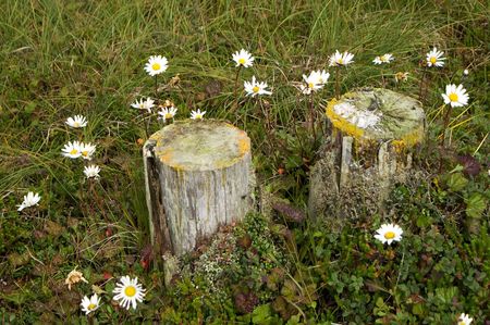 camomiles on field amongst old stumpesの写真素材