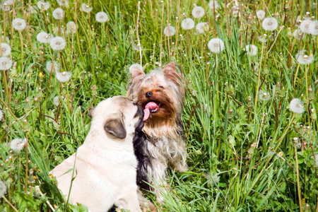 puppy of the pug and yorkshire terrier gambol in field