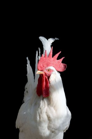 beautiful white cock on black backgroundの写真素材