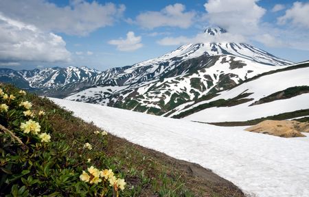 beautiful flowers grow near volcano near by cool snowの写真素材
