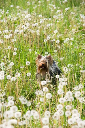 cute yorkshire terrier in field amongst dandelionの写真素材