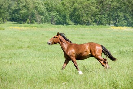 handsome brown horse with black mane in fieldの写真素材