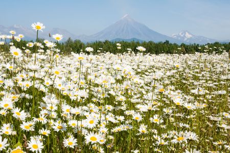 field with daisywheels before vulcan on Kamchatkaの写真素材