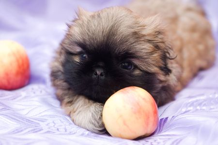 cute little pekingese puppy and apple on violet backgroundの写真素材
