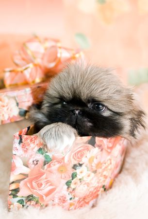  portrait of the  little pekingese puppy in box with bowの写真素材