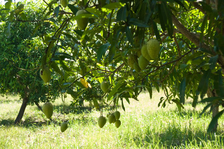green mangoes on the tree on plantationの写真素材