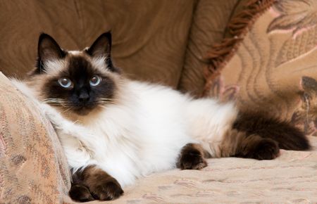 beautiful furry cat looking at cameraの写真素材