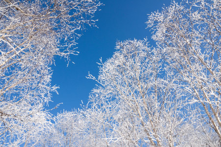 winter background of the frosted trees