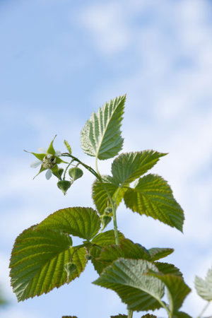 flower sheet raspberries on background of the blue sky