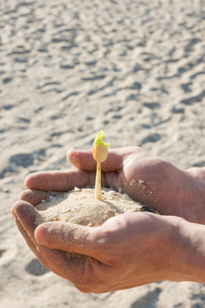 single young plant sprouting from a sea of sand in hand of the manの写真素材