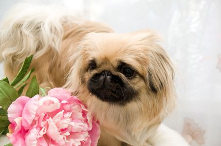 beautiful pekingese with flower of the peonyの写真素材