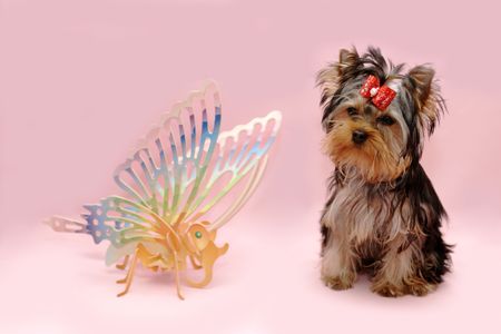 yorkshire terrier in studio on pink backgroundの写真素材